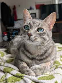 Picture for category Feline Food